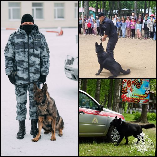 В Ивановской области кинологи Росгвардии отмечают профессиональный праздник